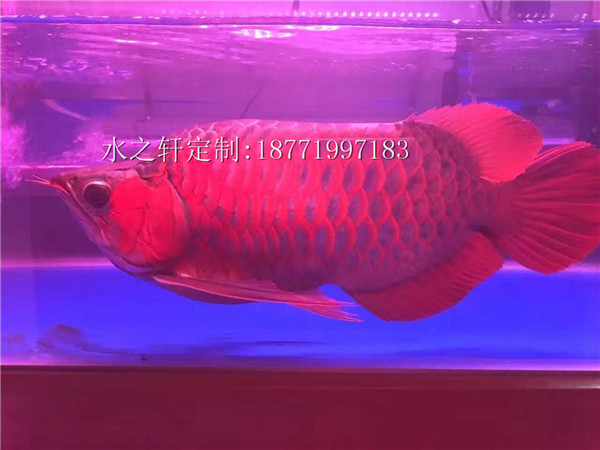 極品紅龍