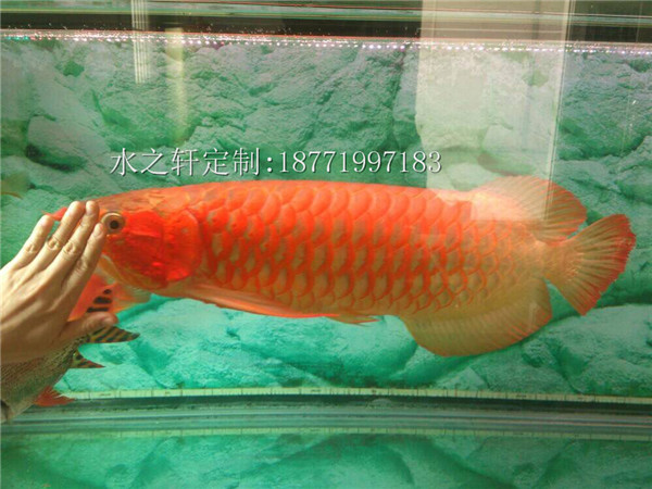 極品紅龍