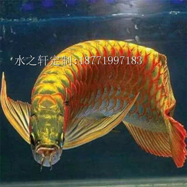 極品紅龍