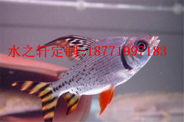 熱帶魚